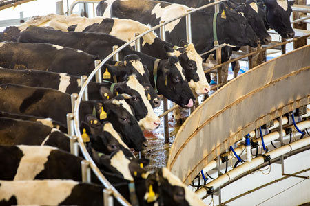 A group of cows in a pen